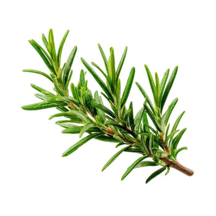 Rosemary, Plantain, Chickweed