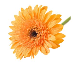 Organic Calendula