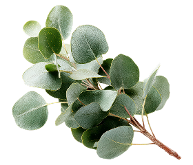 Eucalyptus
