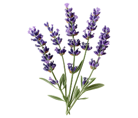 Hyssop