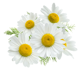 German Chamomile