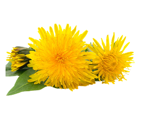 Helichrysum