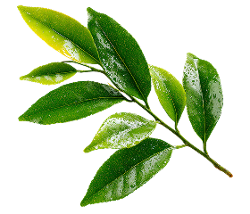 Tea Tree