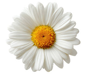 Roman Chamomile