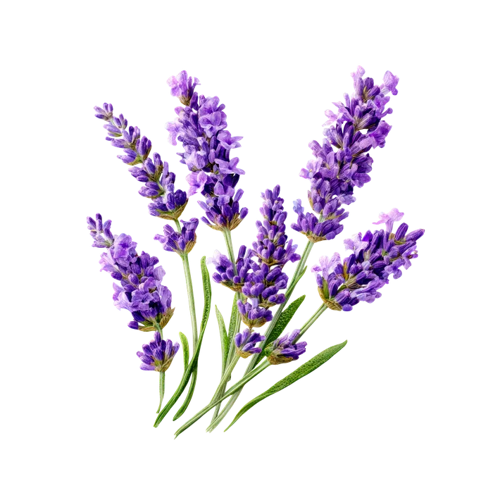 Lavender and Tea Tree
